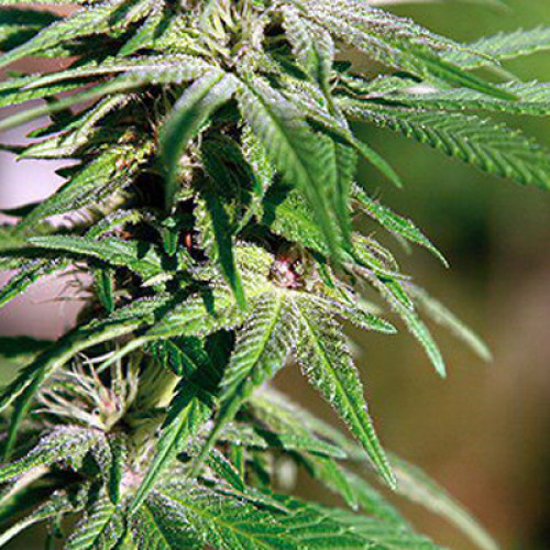 Night Shade Feminised насіння конопель: фото, характеристики, відгуки, опис