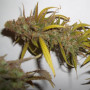 Pineapple Chunk Feminised насіння конопель: фото, характеристики, відгуки, опис Pineapple Chunk Feminised насіння конопель: фото, характеристики, відгуки, опис