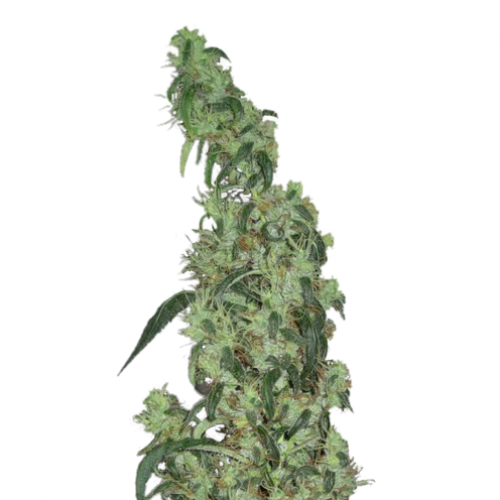 Red Diesel Feminised семена конопли: фото, характеристики, отзывы, описание