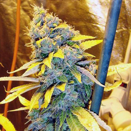 Red Dragon Feminised насіння конопель: фото, характеристики, відгуки, опис