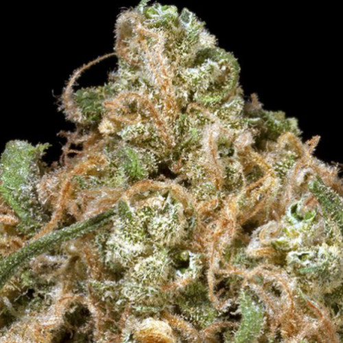 Tangerine Dream Feminised семена конопли: фото, характеристики, отзывы, описание