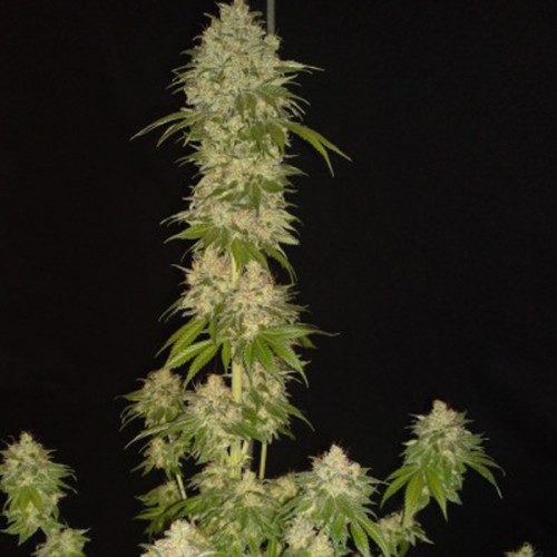 Vanilla Kush Feminised семена конопли: фото, характеристики, отзывы, описание Vanilla Kush Feminised семена конопли: фото, характеристики, отзывы, описание