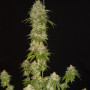 Vanilla Kush Feminised семена конопли: фото, характеристики, отзывы, описание Vanilla Kush Feminised семена конопли: фото, характеристики, отзывы, описание