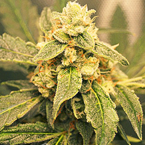 Auto Black Tisa Feminised насіння конопель: фото, характеристики, відгуки, опис