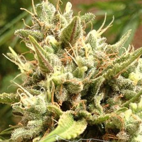 Auto Blueberry Feminised - Carpathians Seeds семена конопли: фото, характеристики, отзывы, описание