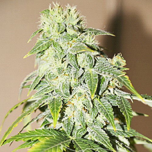 Auto Chere Feminised насіння конопель: фото, характеристики, відгуки, опис