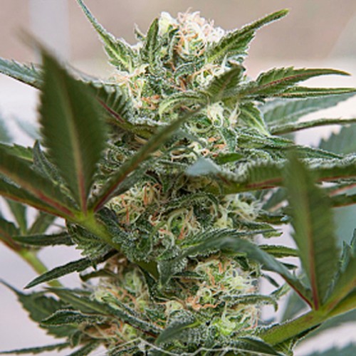 Auto Kush Feminised семена конопли: фото, характеристики, отзывы, описание Auto Kush Feminised семена конопли: фото, характеристики, отзывы, описание
