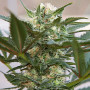 Auto Kush Feminised семена конопли: фото, характеристики, отзывы, описание Auto Kush Feminised семена конопли: фото, характеристики, отзывы, описание