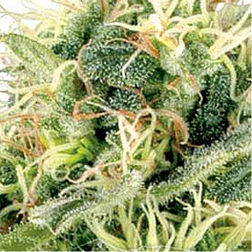 Auto Northern Lights Feminised - Carpathians Seeds насіння конопель: фото, характеристики, відгуки, опис