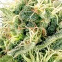 Auto Northern Lights Feminised - Carpathians Seeds насіння конопель: фото, характеристики, відгуки, опис