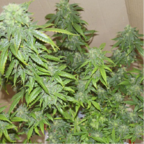 Auto Sinevir Feminised насіння конопель: фото, характеристики, відгуки, опис