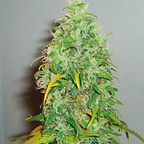 Auto Carpathian Skunk Feminised семена конопли: фото, характеристики, отзывы, описание Auto Carpathian Skunk Feminised семена конопли: фото, характеристики, отзывы, описание
