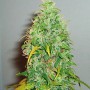 Auto Carpathian Skunk Feminised семена конопли: фото, характеристики, отзывы, описание Auto Carpathian Skunk Feminised семена конопли: фото, характеристики, отзывы, описание