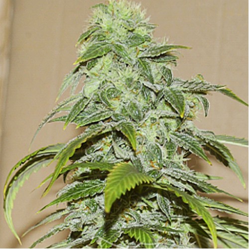 Auto White Chere Feminised насіння конопель: фото, характеристики, відгуки, опис