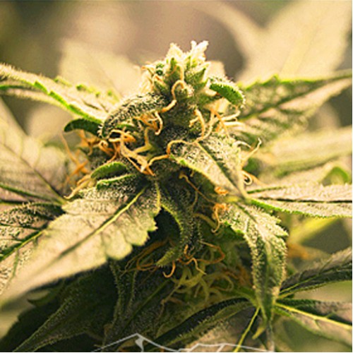 Auto White Tisa Feminised семена конопли: фото, характеристики, отзывы, описание