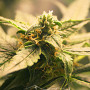 Auto White Tisa Feminised семена конопли: фото, характеристики, отзывы, описание