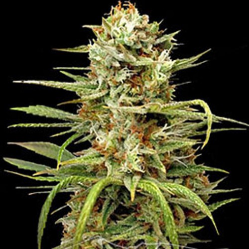 Auto White Widow Feminised - Carpathians Seeds насіння конопель: фото, характеристики, відгуки, опис