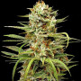 Auto White Widow Feminised - Carpathians Seeds насіння конопель: фото, характеристики, відгуки, опис