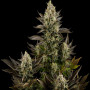 White Widow Feminised - Dinafem Seeds семена конопли: фото, характеристики, отзывы, описание