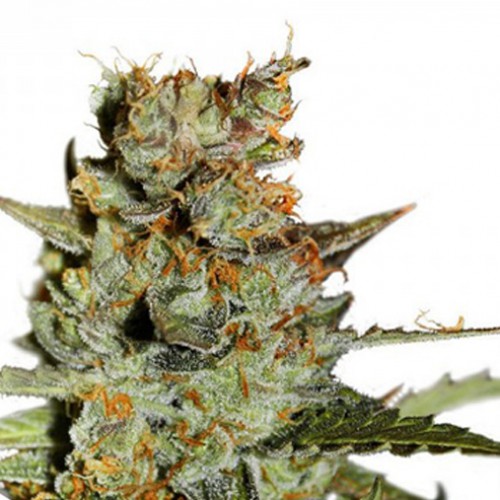Auto Blueberry Feminised - Dutch Passion семена конопли: фото, характеристики, отзывы, описание Auto Blueberry Feminised - Dutch Passion семена конопли: фото, характеристики, отзывы, описание