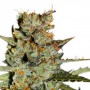 Auto Blueberry Feminised - Dutch Passion семена конопли: фото, характеристики, отзывы, описание Auto Blueberry Feminised - Dutch Passion семена конопли: фото, характеристики, отзывы, описание