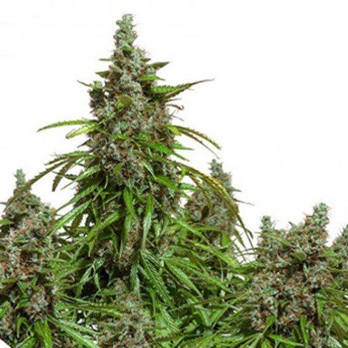 Auto Mazar Feminised семена конопли: фото, характеристики, отзывы, описание
