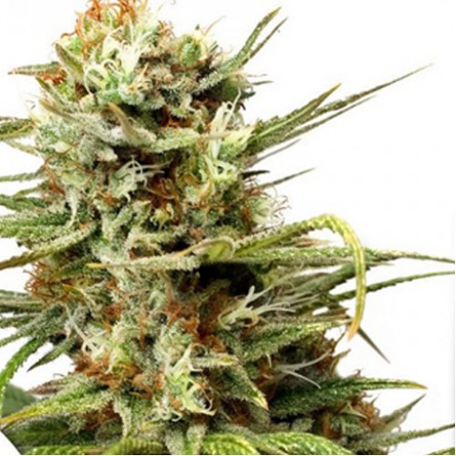 Auto White Widow Feminised - Dutch Passion насіння конопель: фото, характеристики, відгуки, опис Auto White Widow Feminised - Dutch Passion насіння конопель: фото, характеристики, відгуки, опис