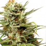 Auto White Widow Feminised - Dutch Passion насіння конопель: фото, характеристики, відгуки, опис Auto White Widow Feminised - Dutch Passion насіння конопель: фото, характеристики, відгуки, опис