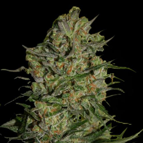 Brainstorm Feminised семена конопли: фото, характеристики, отзывы, описание