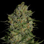 Brainstorm Feminised семена конопли: фото, характеристики, отзывы, описание