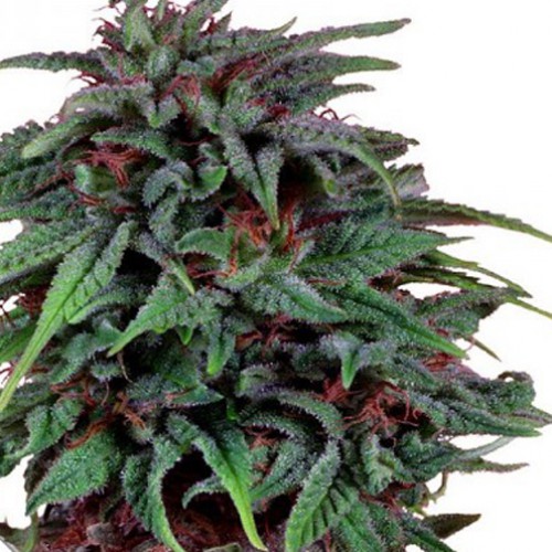 Durban Poison Feminised семена конопли: фото, характеристики, отзывы, описание Durban Poison Feminised семена конопли: фото, характеристики, отзывы, описание