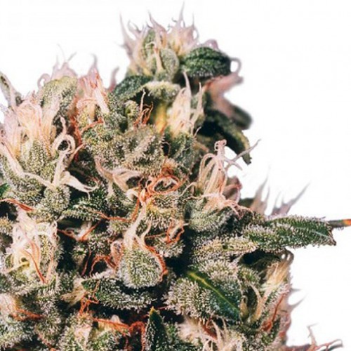Euforia Feminised насіння конопель: фото, характеристики, відгуки, опис