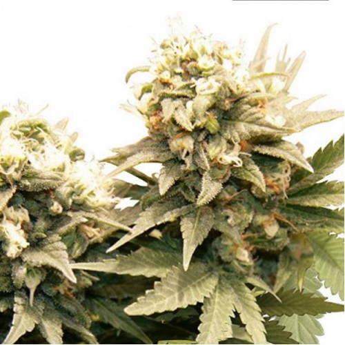 Master Kush Feminised семена конопли: фото, характеристики, отзывы, описание