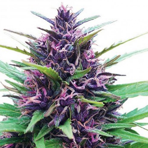 Shaman Feminised насіння конопель: фото, характеристики, відгуки, опис