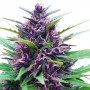 Shaman Feminised насіння конопель: фото, характеристики, відгуки, опис