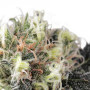 Snow Bud Feminised насіння конопель: фото, характеристики, відгуки, опис Snow Bud Feminised насіння конопель: фото, характеристики, відгуки, опис