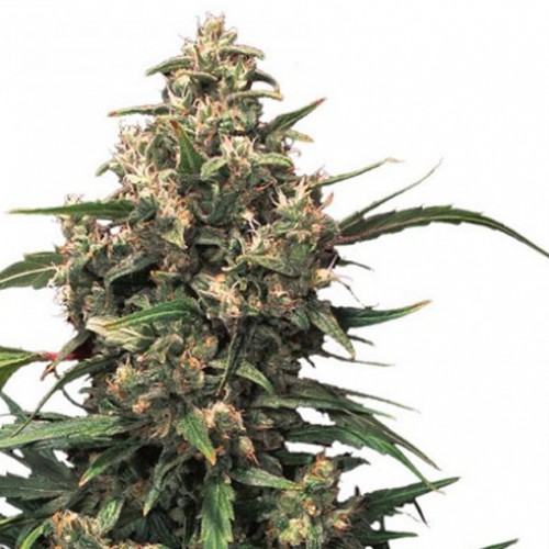 Strawberry Cough Feminised насіння конопель: фото, характеристики, відгуки, опис