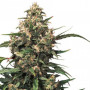 Strawberry Cough Feminised насіння конопель: фото, характеристики, відгуки, опис