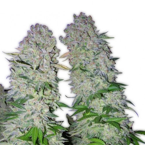 AK 47 Feminised семена конопли: фото, характеристики, отзывы, описание
