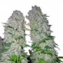 AK 47 Feminised семена конопли: фото, характеристики, отзывы, описание