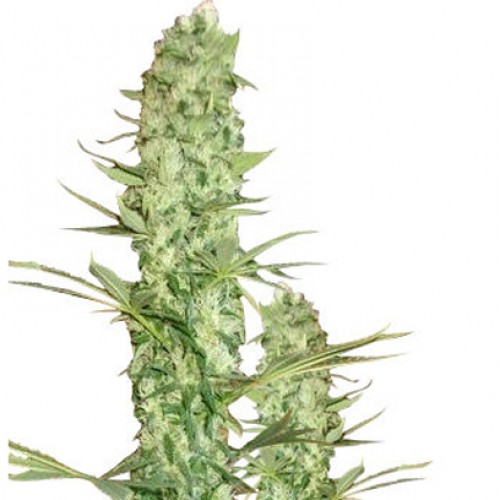 AK-48 Feminised насіння конопель: фото, характеристики, відгуки, опис