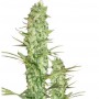 AK-48 Feminised насіння конопель: фото, характеристики, відгуки, опис