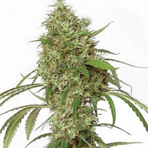 Amnesia Feminised - Ganja Seeds семена конопли: фото, характеристики, отзывы, описание