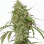 Amnesia Feminised - Ganja Seeds семена конопли: фото, характеристики, отзывы, описание