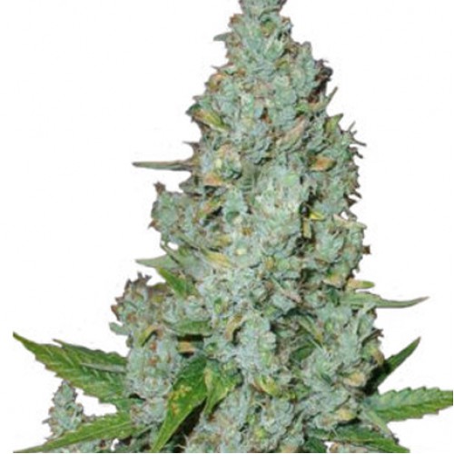 Amnesia lemon насіння конопель: фото, характеристики, відгуки, опис