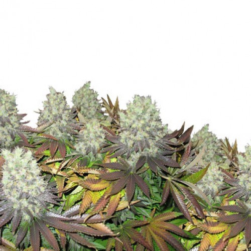 Amsterdam Flame насіння конопель: фото, характеристики, відгуки, опис
