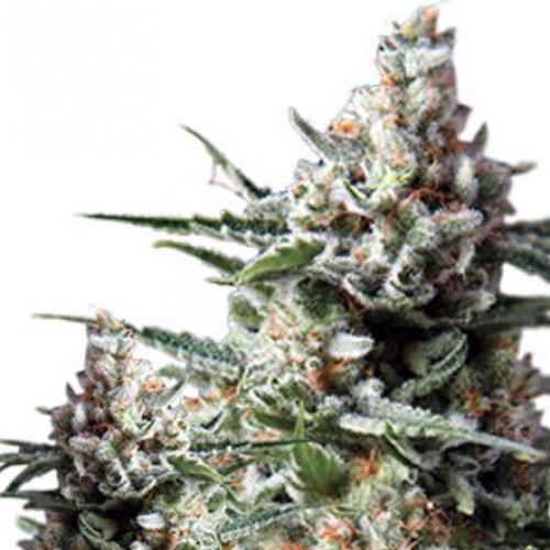 Auto Anesthesia насіння конопель: фото, характеристики, відгуки, опис