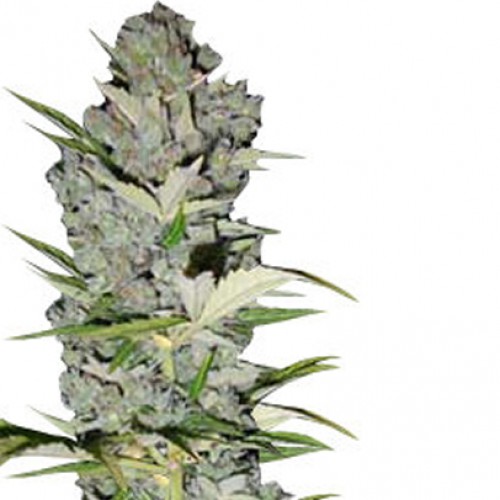 Auto Big Bud Feminised семена конопли: фото, характеристики, отзывы, описание