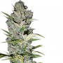 Auto Big Bud Feminised семена конопли: фото, характеристики, отзывы, описание