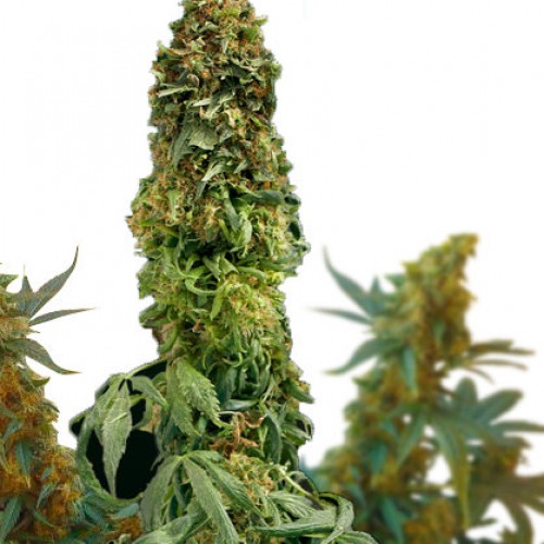 Auto Big Devil семена конопли: фото, характеристики, отзывы, описание